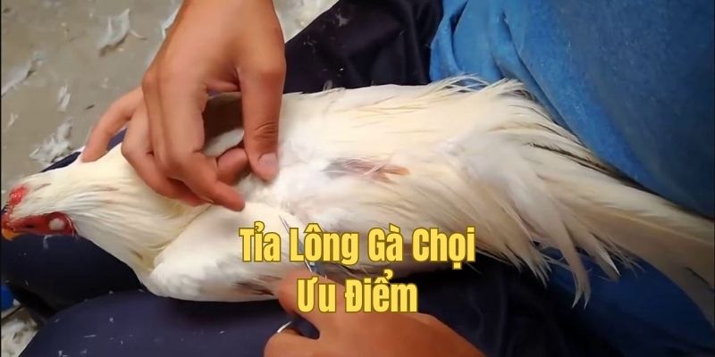 Những ưu điểm không ngờ đến của tỉa lông gà chọi đẹp